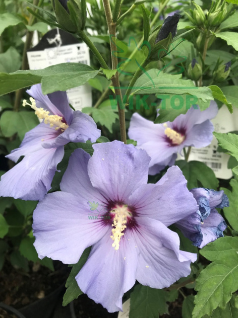 Ketmia syryjska Hibiskus Oiseau Bleu