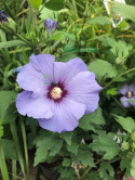 Ketmia syryjska Hibiskus Oiseau Bleu