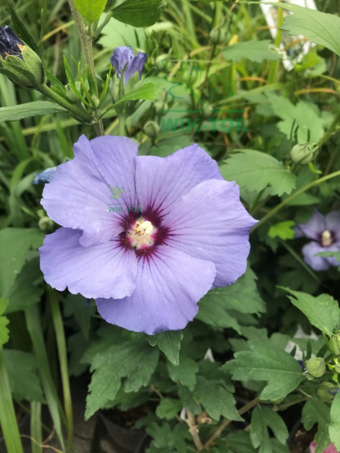 Ketmia syryjska Hibiskus Oiseau Bleu