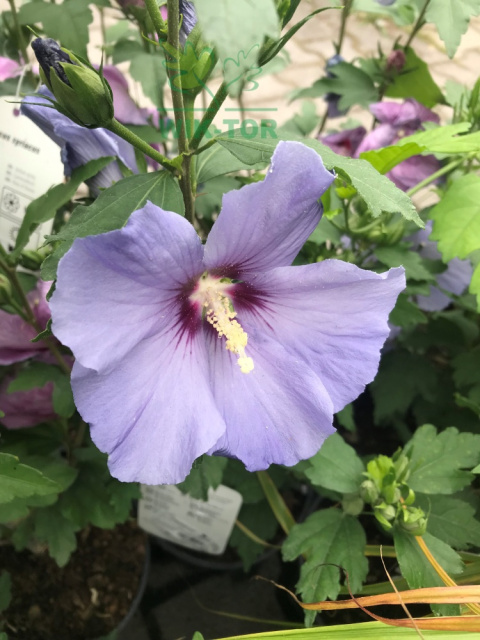 Ketmia syryjska Hibiskus Oiseau Bleu
