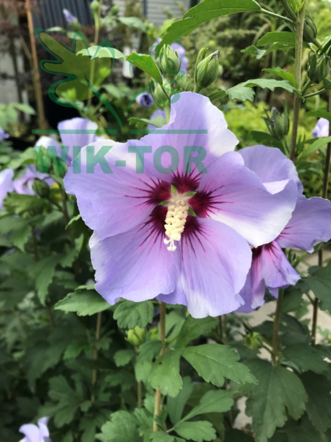 Ketmia syryjska Hibiskus Oiseau Bleu