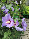 Ketmia syryjska Hibiskus Oiseau Bleu