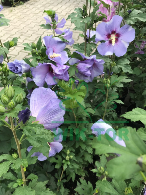 Ketmia syryjska Hibiskus Oiseau Bleu