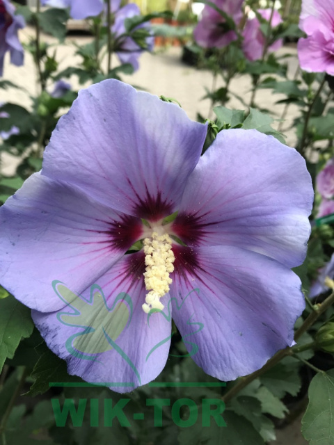 Ketmia syryjska Hibiskus Oiseau Bleu