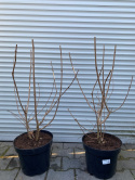 Kielichowiec Raulstona 'Hartlage Wine'