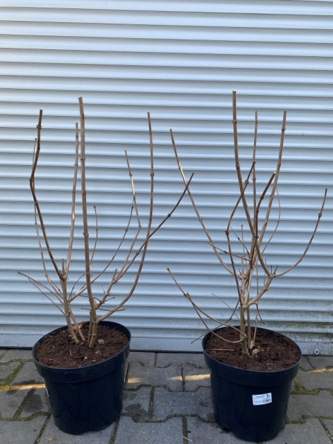 Kielichowiec Raulstona 'Hartlage Wine'