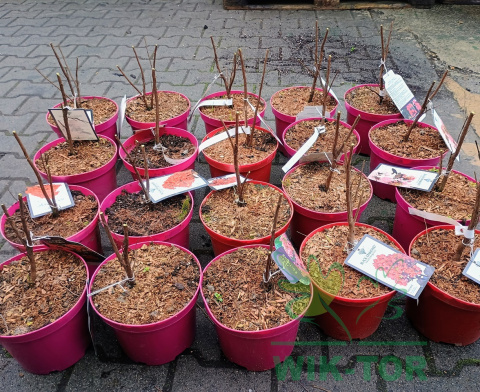 Lagerstremia indyjska 'Midnight Magic'
