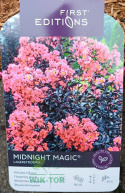 Lagerstremia indyjska 'Midnight Magic'