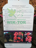 Lagerstremia indyjska 'Midnight Magic'