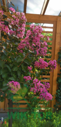 Lagerstremia indyjska 'Rhapsody in Blue'