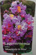 Lagerstremia indyjska 'Rhapsody in Blue'