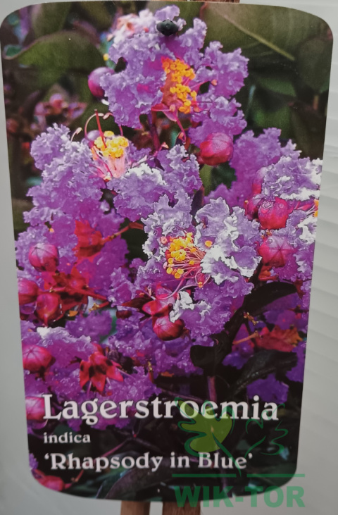 Lagerstremia indyjska 'Rhapsody in Blue'