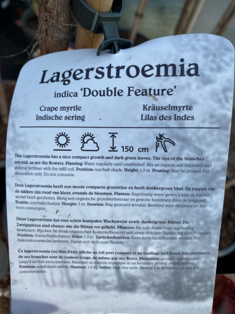 Lagerstremia indyjska 'Double Feature'