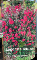 Lagerstremia indyjska 'Double Feature'