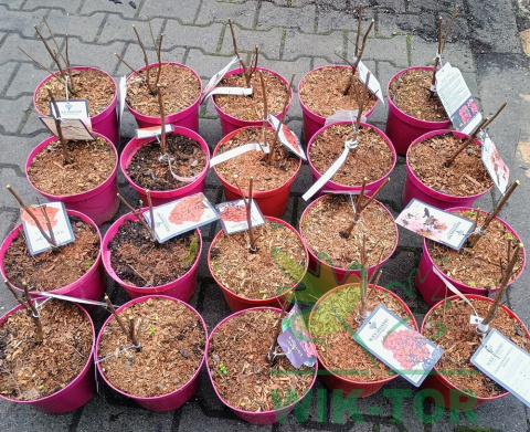 Lagerstremia indyjska 'Blush'