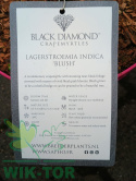 Lagerstremia indyjska 'Blush'
