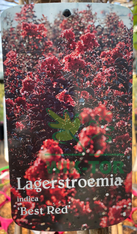 Lagerstremia indyjska 'Best Red'
