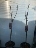 Lagerstremia indyjska 'Best Red'
