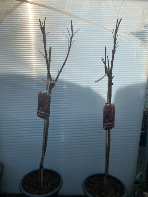 Lagerstremia indyjska 'Best Red'