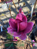 Magnolia Genie