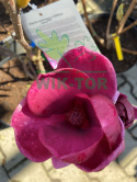 Magnolia Genie