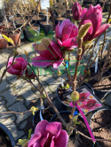 Magnolia Genie
