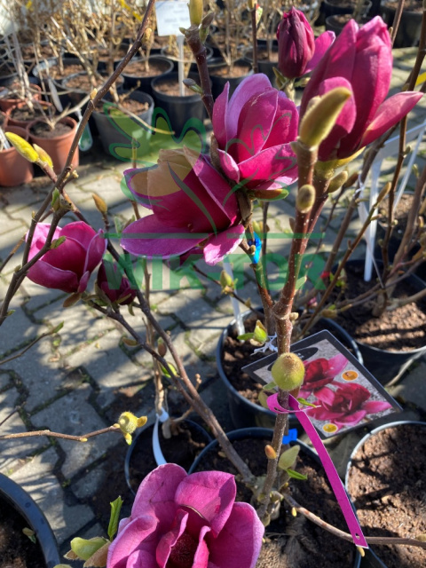 Magnolia Genie