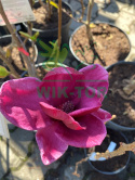 Magnolia Genie