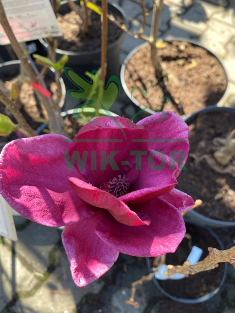 Magnolia Genie