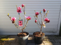 Magnolia Genie