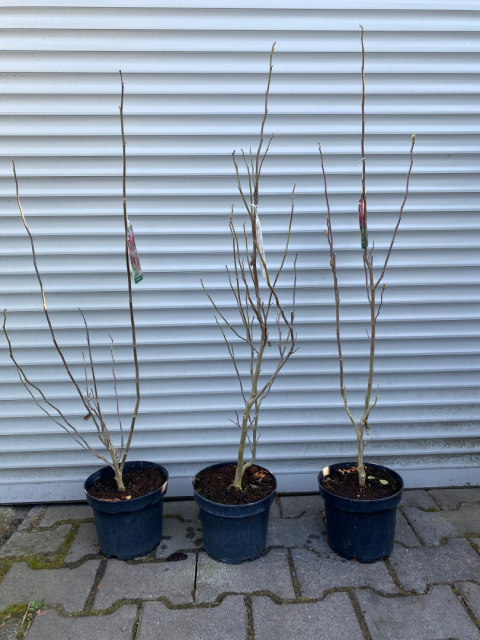 Magnolia Susan