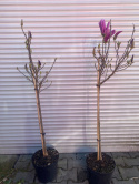 Magnolia Susan na pniu