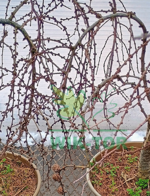 Modrzew japoński Pendula Bonsai