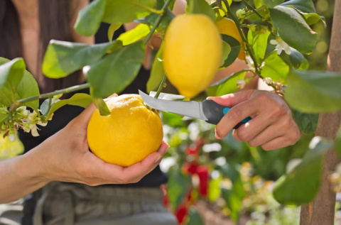 Nóż do ziół i warzyw VeggieCut 12211
