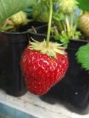 Organiczny nawóz do truskawek 2l HiProSoil