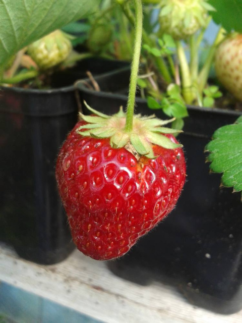 Organiczny nawóz do truskawek 2l HiProSoil