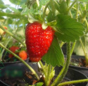 Organiczny nawóz do truskawek 2l HiProSoil