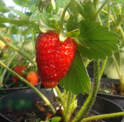 Organiczny nawóz do truskawek 2l HiProSoil