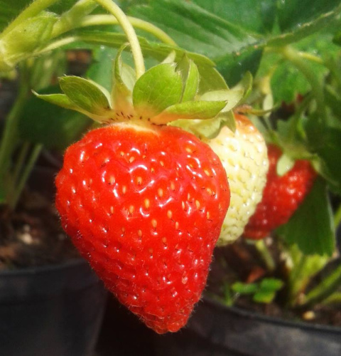 Organiczny nawóz do truskawek 2l HiProSoil
