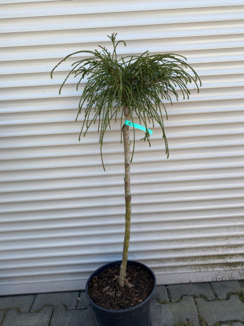 Żywotnik olbrzymi 'Whipcord' na pniu