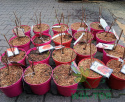 Lagerstremia indyjska 'Red Hot'