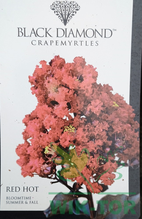 Lagerstremia indyjska 'Red Hot'