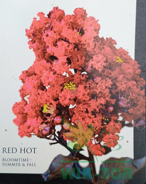 Lagerstremia indyjska 'Red Hot'