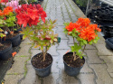 Azalia wielkokwiatowa Doloroso