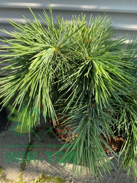 Cedr libański 'Hedgehog'