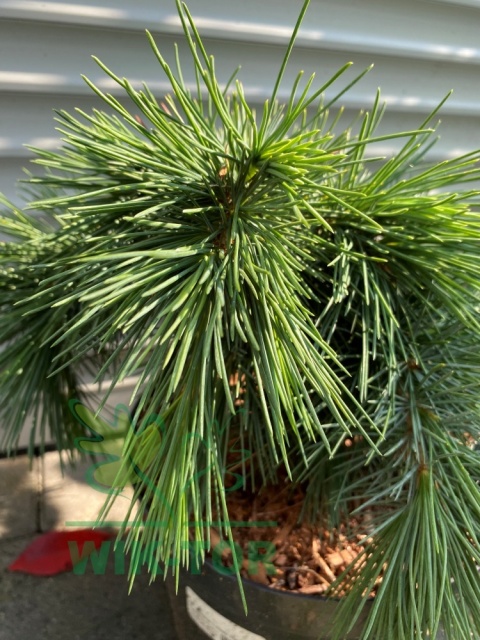 Cedr libański 'Hedgehog'