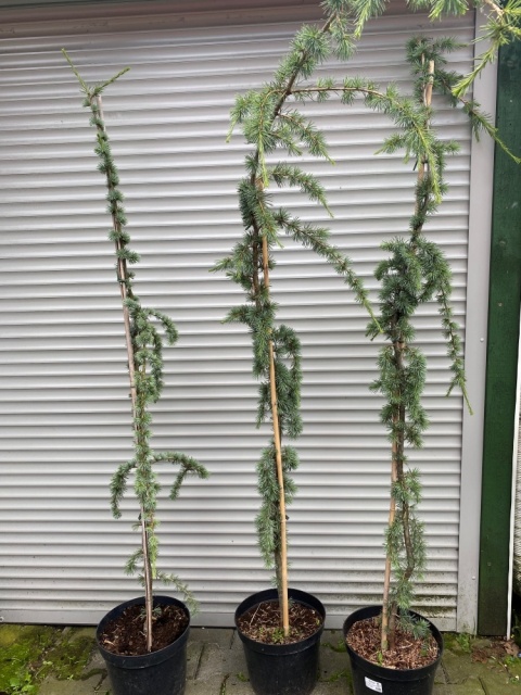 Cedr libański 'Atlantica Glauca Pendula'