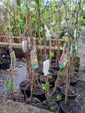 Cytryniec chiński 'Sadowa'