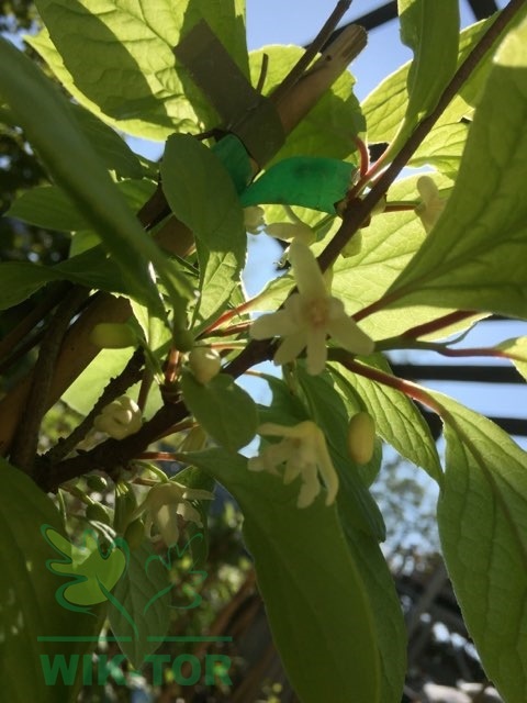 Cytryniec chiński 'Sadowa'
