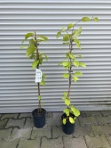 Cytryniec chiński 'Sadowa'
